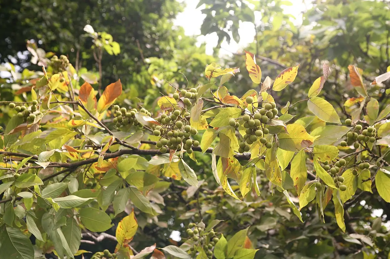 无患子 (Sapindus saponaria) — 特写