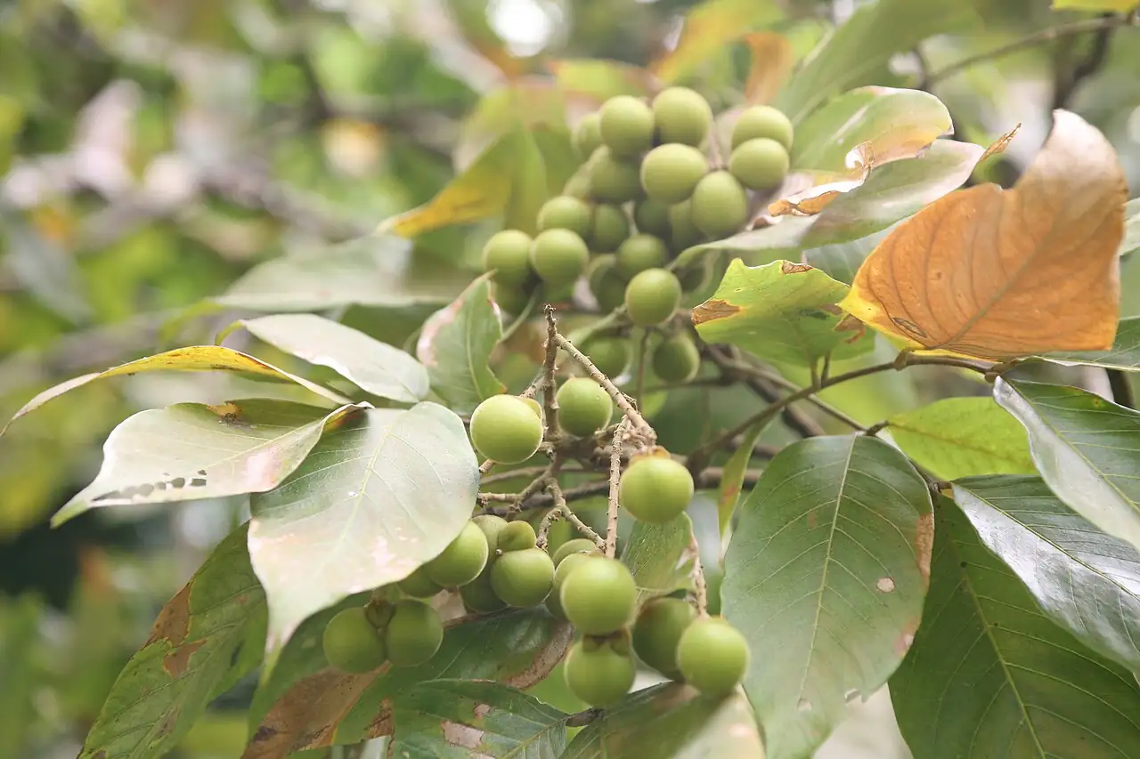 无患子 (Sapindus saponaria) — 细节