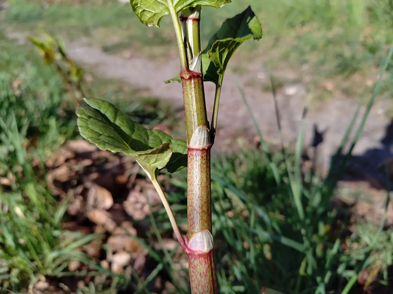 虎杖 (Reynoutria japonica) — 更多视角