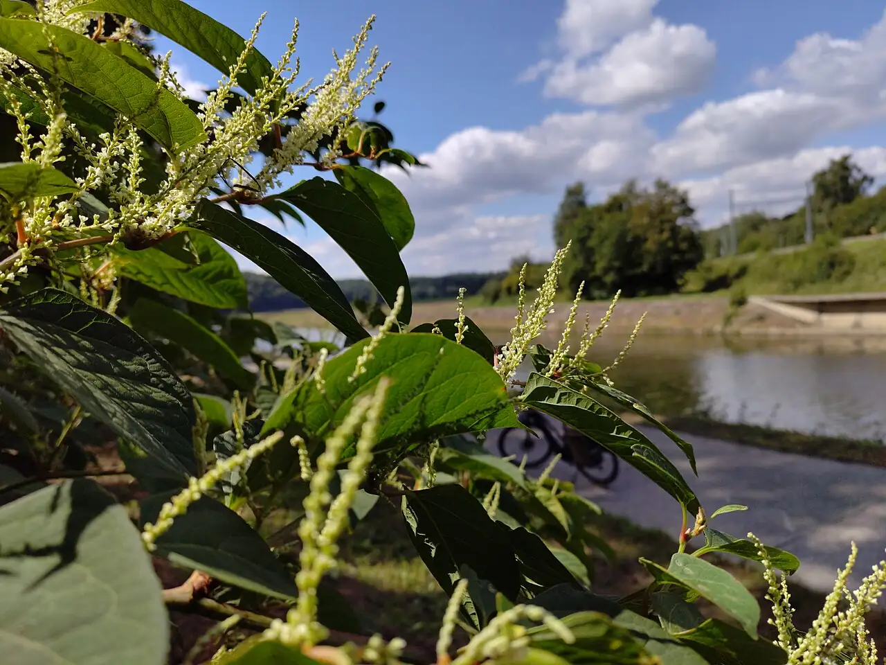 虎杖 (Reynoutria japonica) — 更多视角