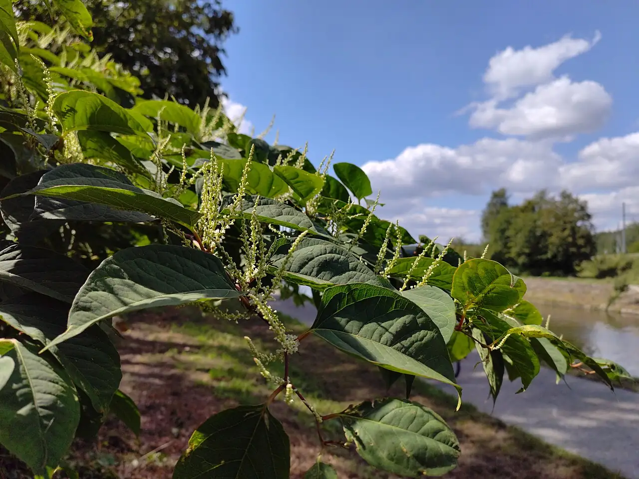 虎杖 (Reynoutria japonica) — 更多视角