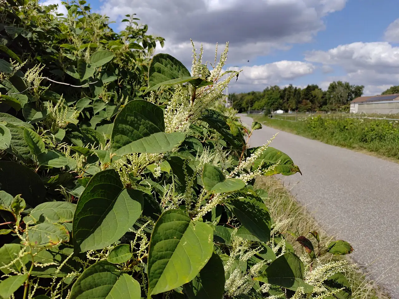 虎杖 (Reynoutria japonica) — 主图