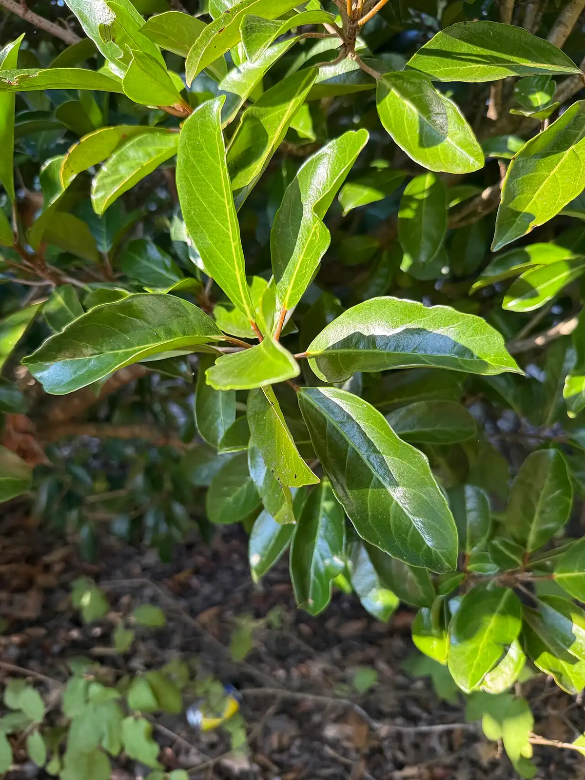 法国冬青 (Viburnum awabuki) — 环境展示