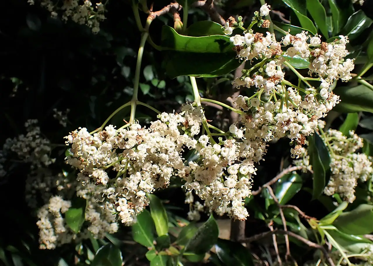 法国冬青 (Viburnum awabuki) — 更多视角