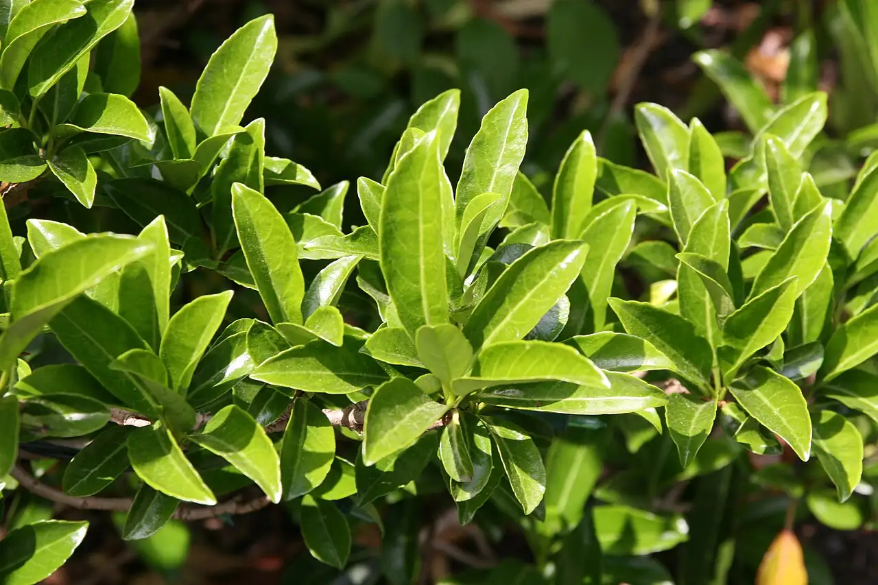 法国冬青 (Viburnum awabuki) — 更多视角