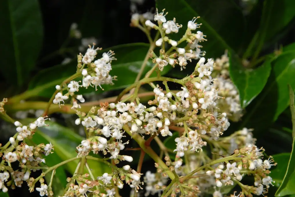 法国冬青 (Viburnum awabuki) — 特写