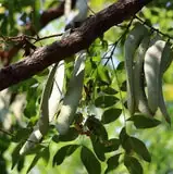 皂荚 (Gleditsia sinensis) — 更多视角