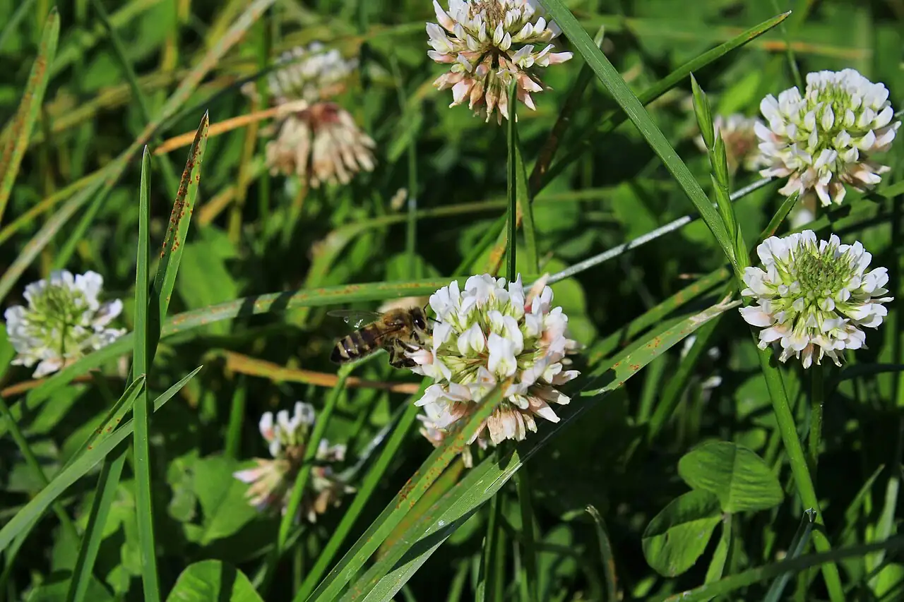 白车轴草 (Trifolium repens) — 特写