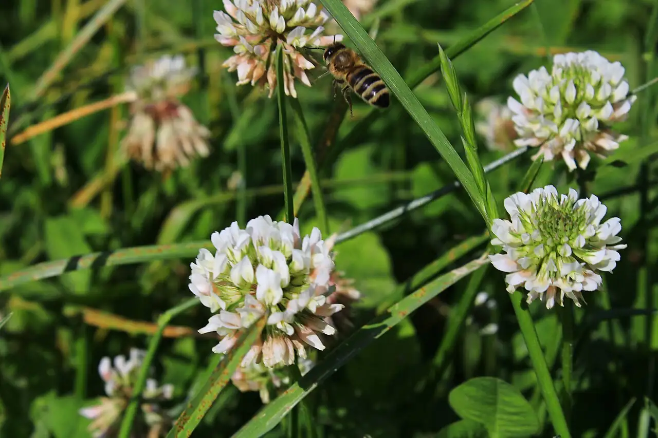 白车轴草 (Trifolium repens) — 环境展示