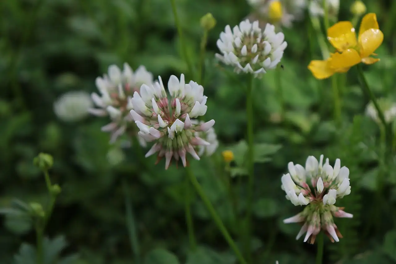 白车轴草 (Trifolium repens) — 更多视角