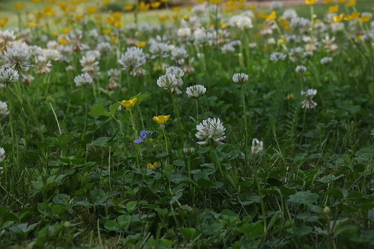 白车轴草 (Trifolium repens) — 更多视角