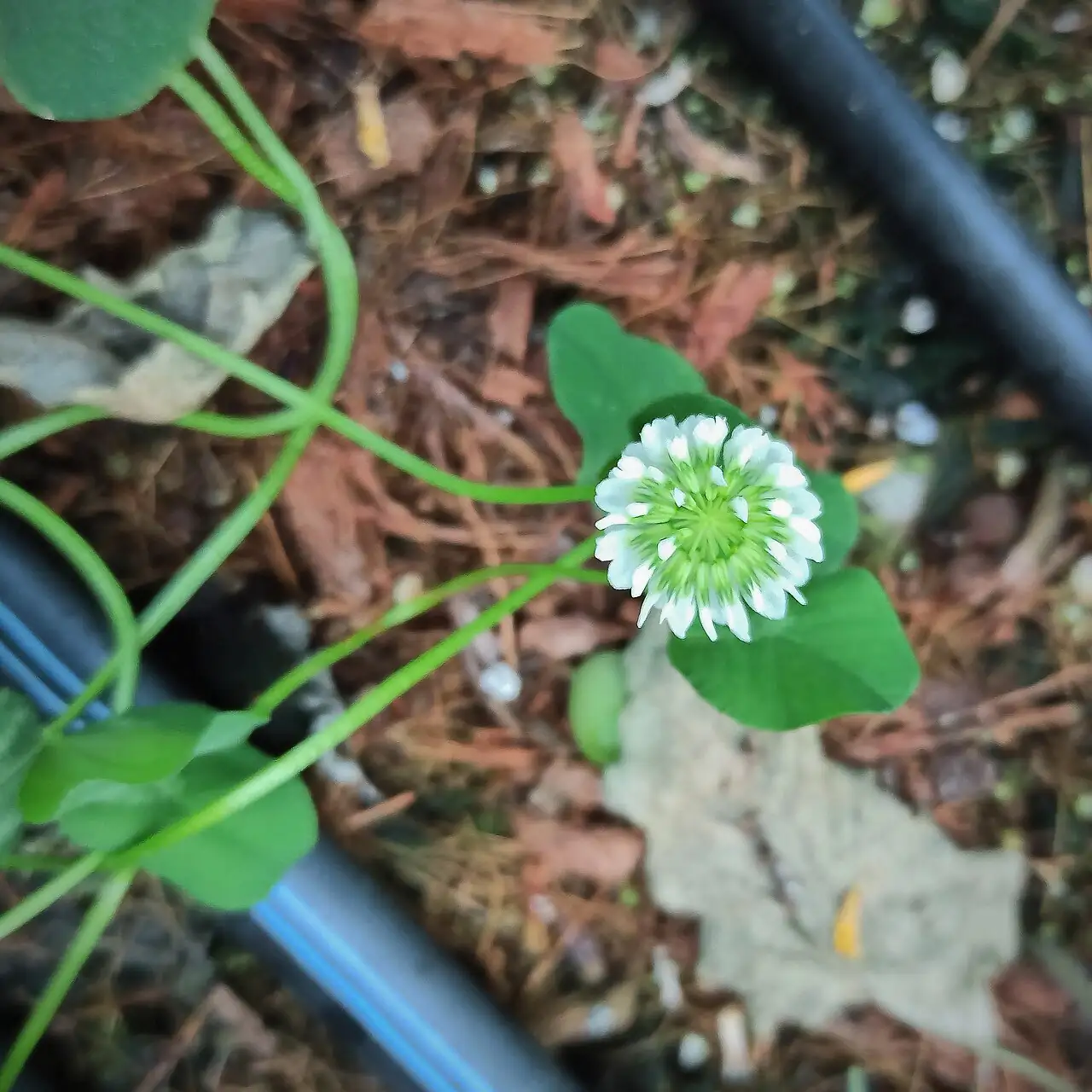 白车轴草 (Trifolium repens) — 更多视角