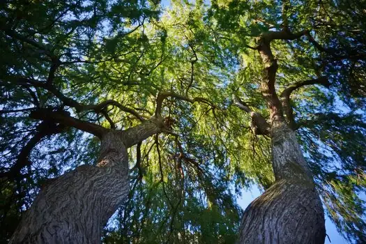 落羽杉 (Taxodium distichum) — 更多视角