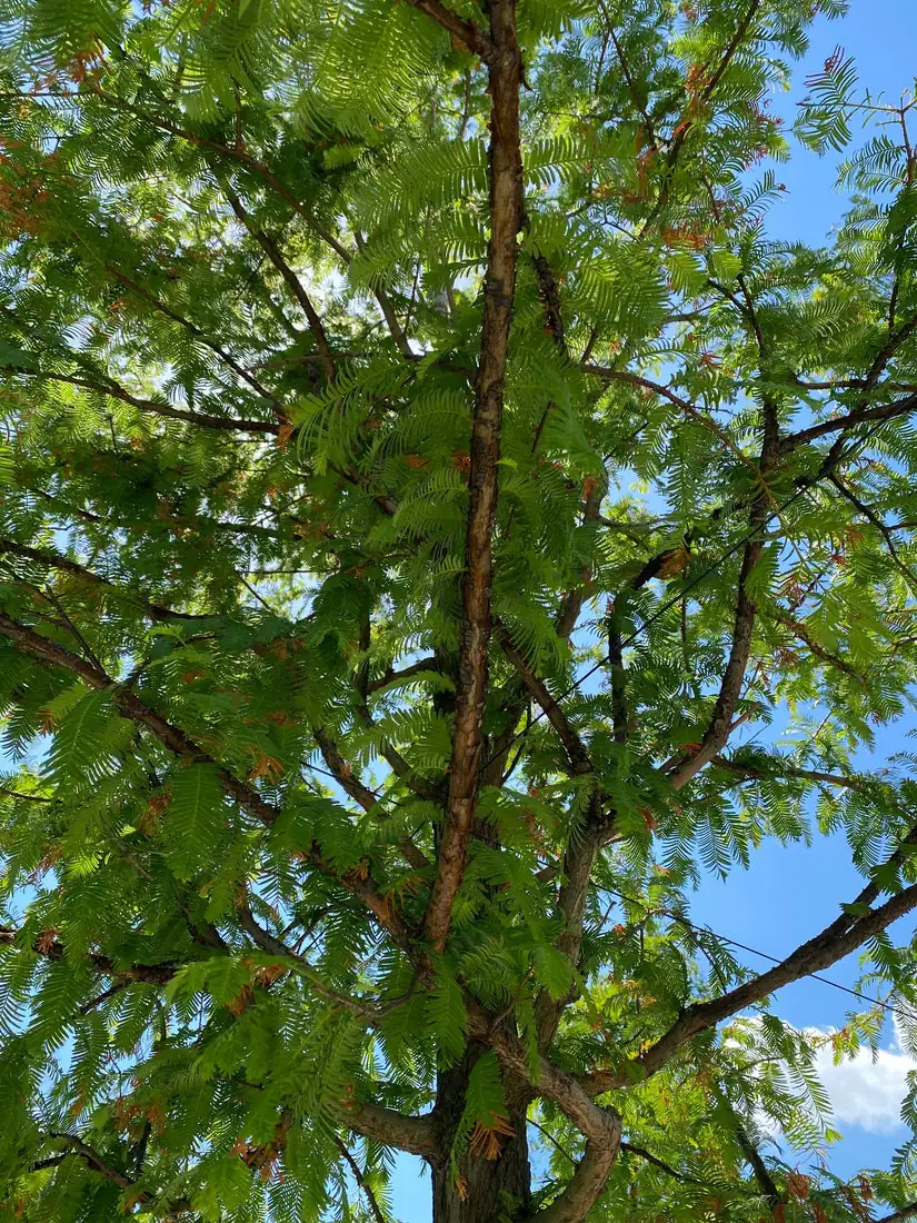 落羽杉 (Taxodium distichum) — 更多视角