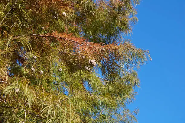 落羽杉 (Taxodium distichum) — 更多视角