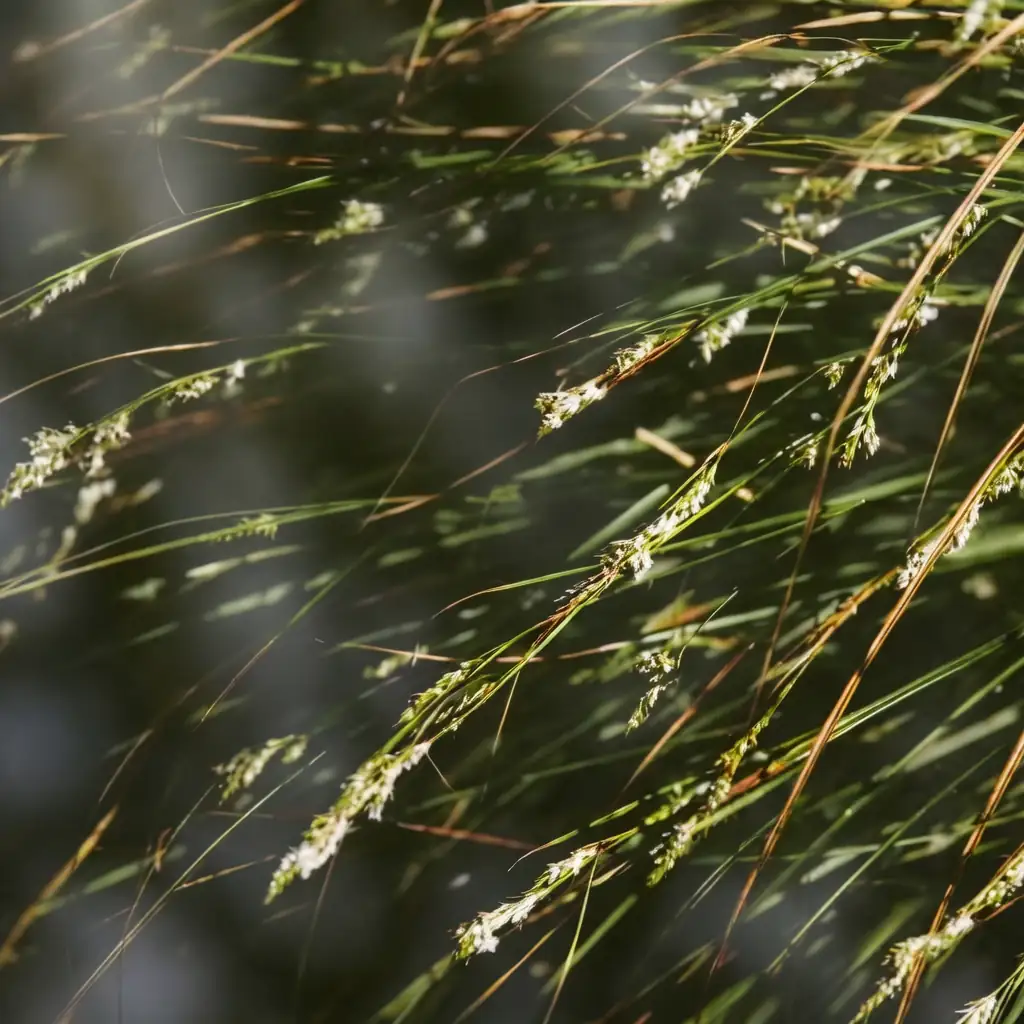 褐果薹草 (Carex brunnea) — 细节