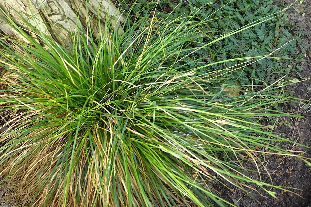 褐果薹草 (Carex brunnea) — 特写