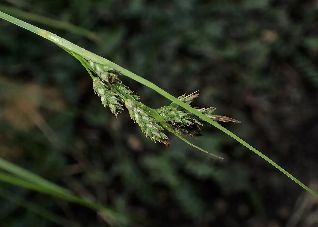褐果薹草 (Carex brunnea) — 环境展示
