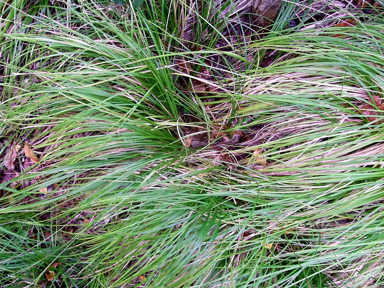 褐果薹草 (Carex brunnea) — 更多视角