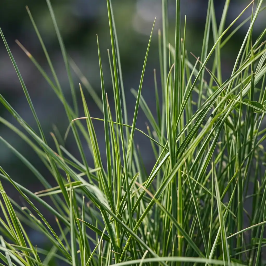 花叶芒 (Miscanthus sinensis 'Variegatus') — 细节