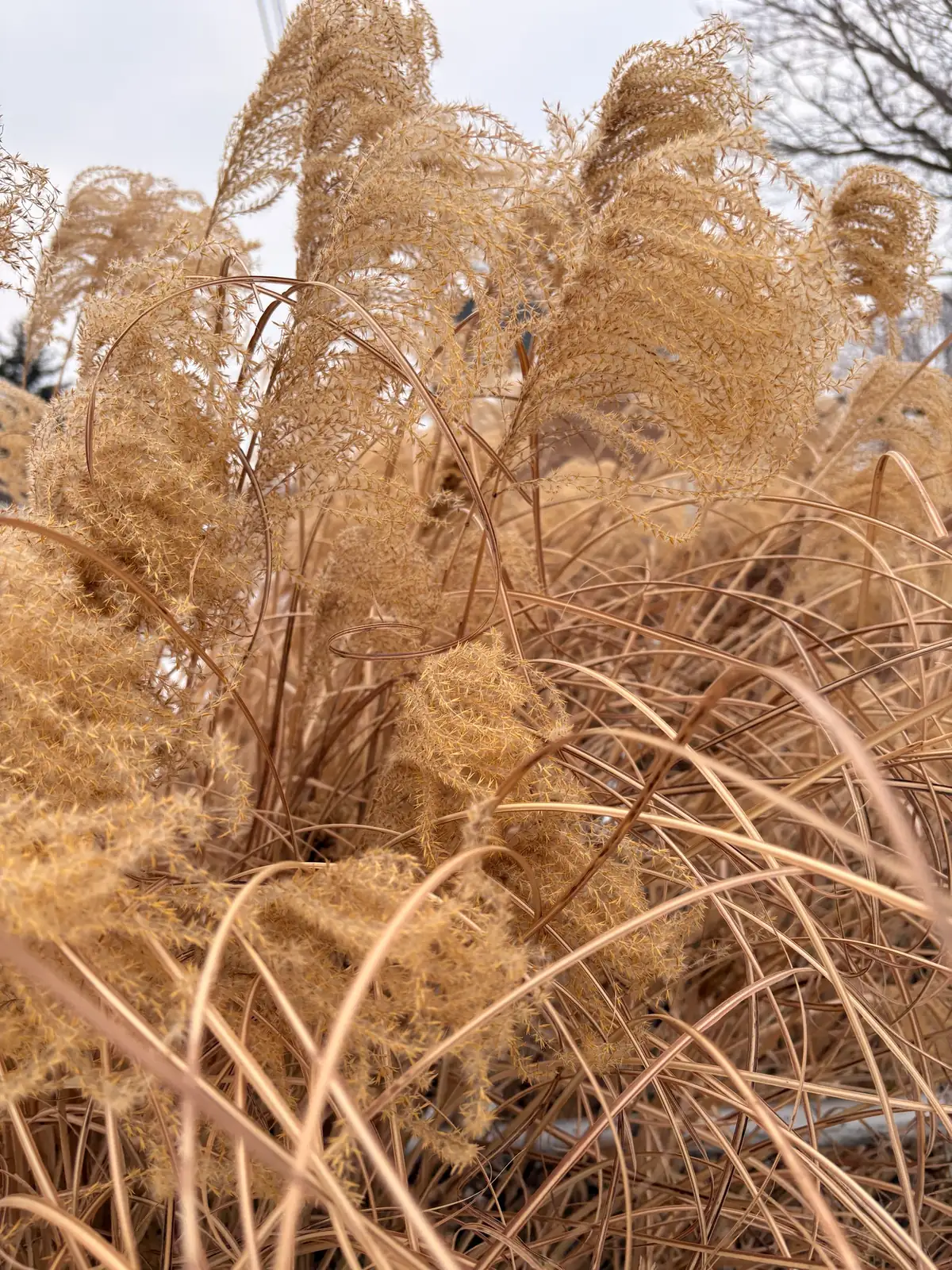 花叶芒 (Miscanthus sinensis 'Variegatus') — 更多视角