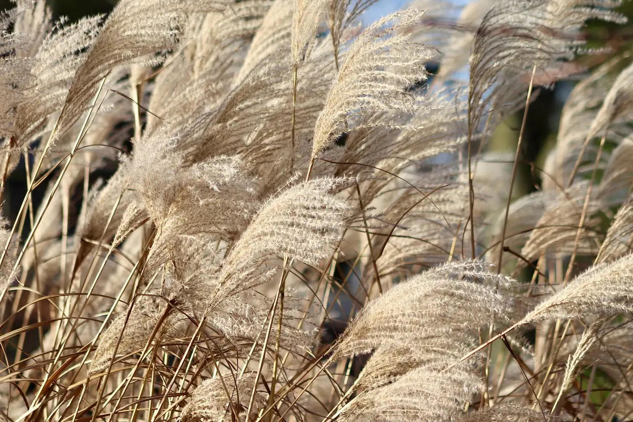 花叶芒 (Miscanthus sinensis 'Variegatus') — 更多视角