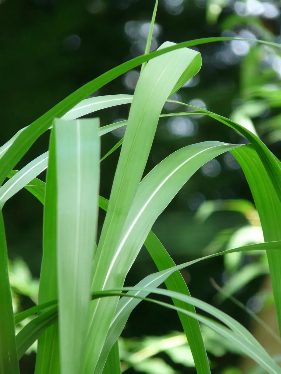 花叶芒 (Miscanthus sinensis 'Variegatus') — 环境展示