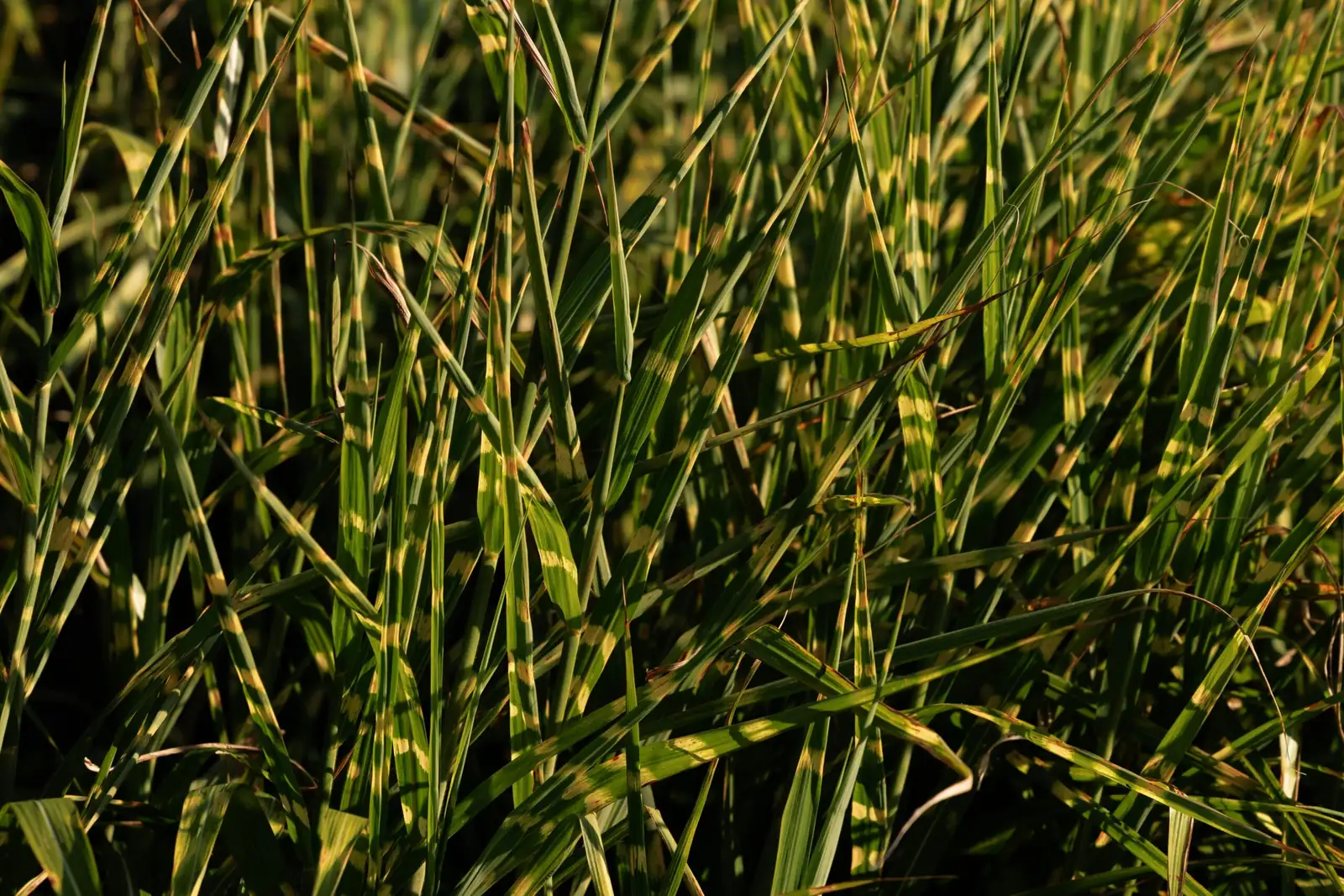 花叶芒 (Miscanthus sinensis 'Variegatus') — 特写