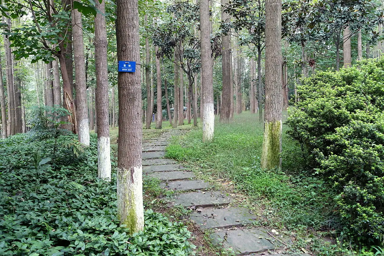 喜树 (Camptotheca acuminata) — 环境展示