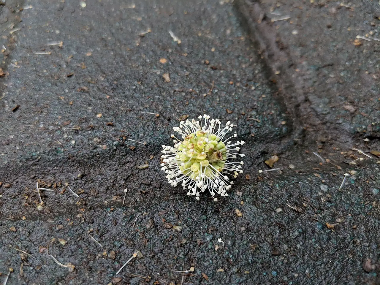 喜树 (Camptotheca acuminata) — 更多视角