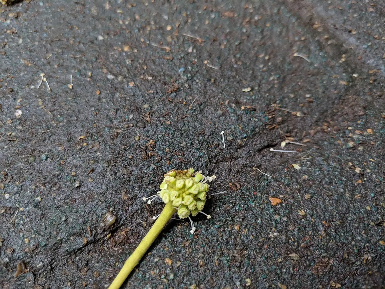 喜树 (Camptotheca acuminata) — 更多视角