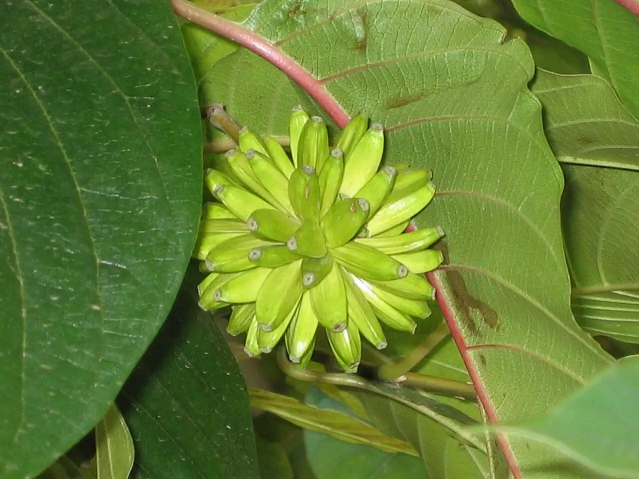 喜树 (Camptotheca acuminata) — 更多视角