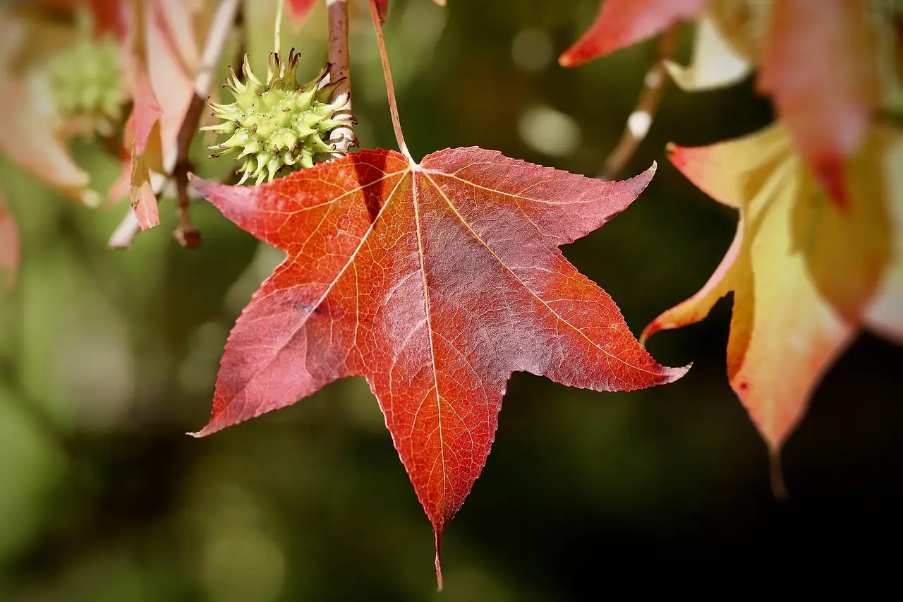 北美枫香 (Liquidambar styraciflua) — 主图
