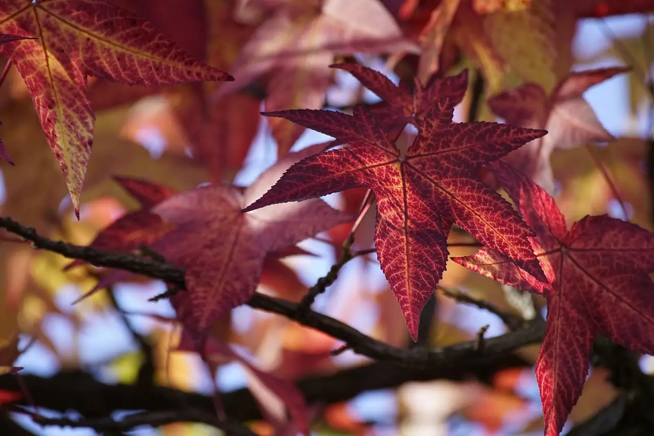 北美枫香 (Liquidambar styraciflua) — 细节