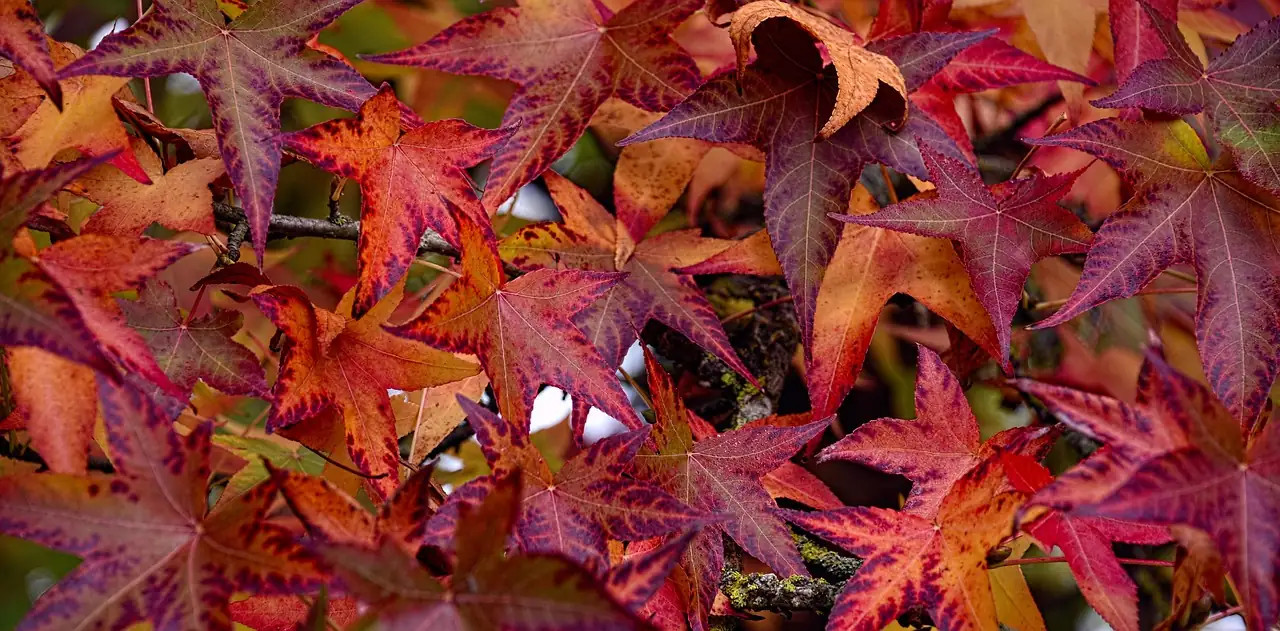 北美枫香 (Liquidambar styraciflua) — 特写