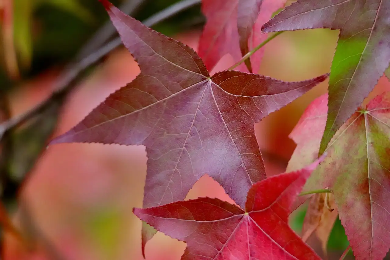 北美枫香 (Liquidambar styraciflua) — 环境展示