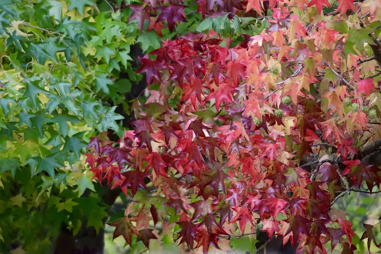 北美枫香 (Liquidambar styraciflua) — 更多视角