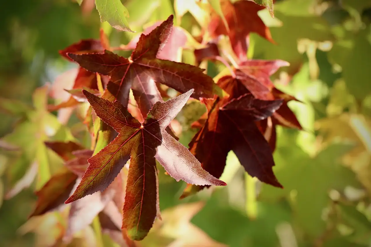北美枫香 (Liquidambar styraciflua) — 更多视角