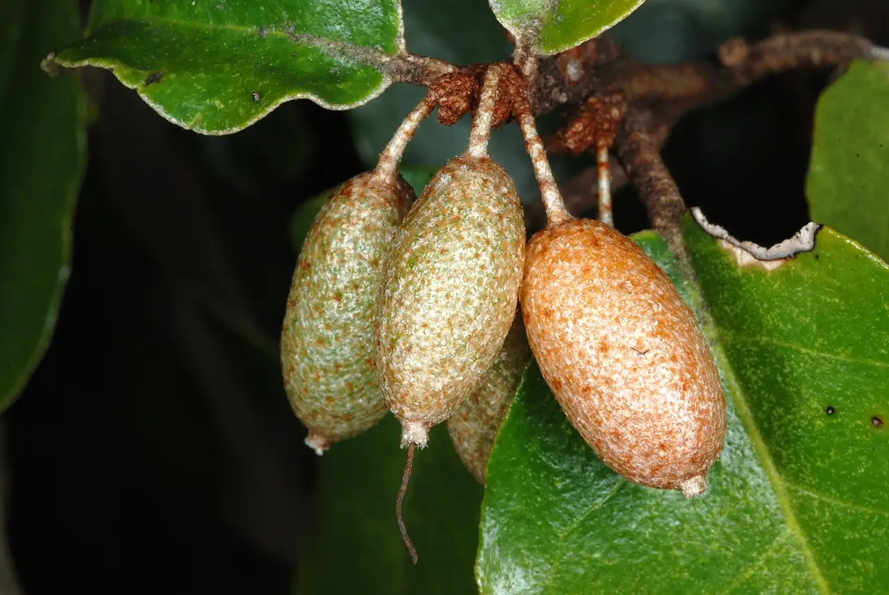 胡颓子 (Elaeagnus pungens) — 主图