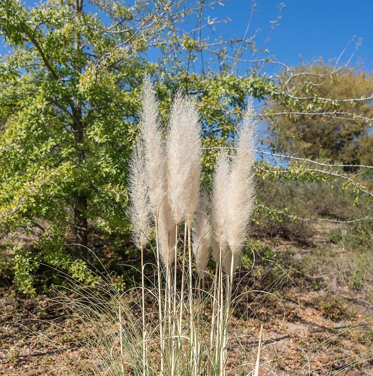 蒲苇 (Cortaderia selloana) — 环境展示