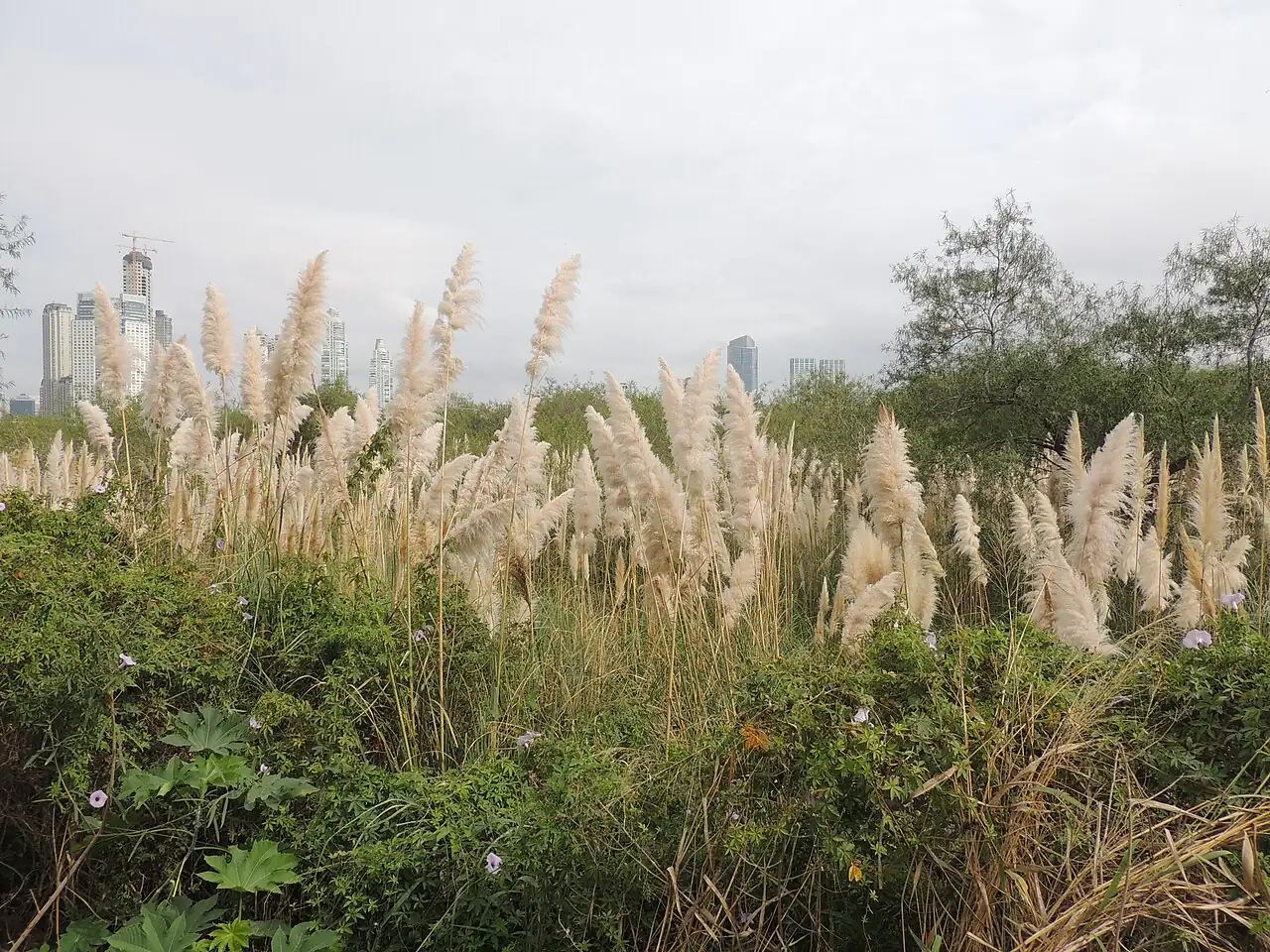 蒲苇 (Cortaderia selloana) — 更多视角