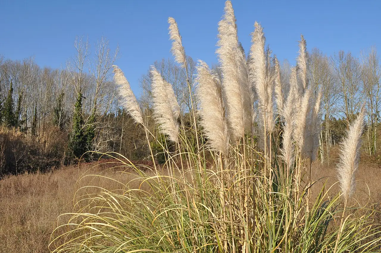 蒲苇 (Cortaderia selloana) — 更多视角