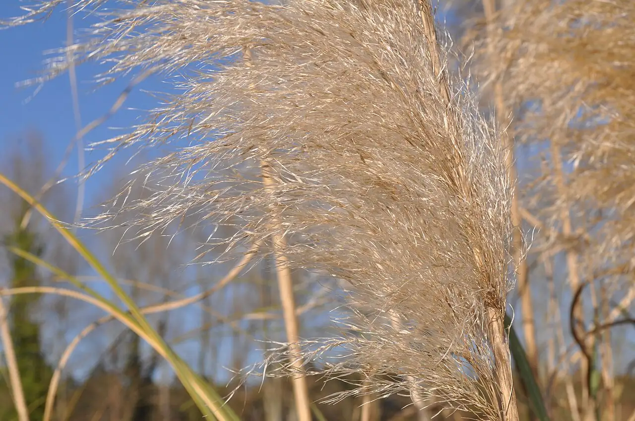 蒲苇 (Cortaderia selloana) — 更多视角