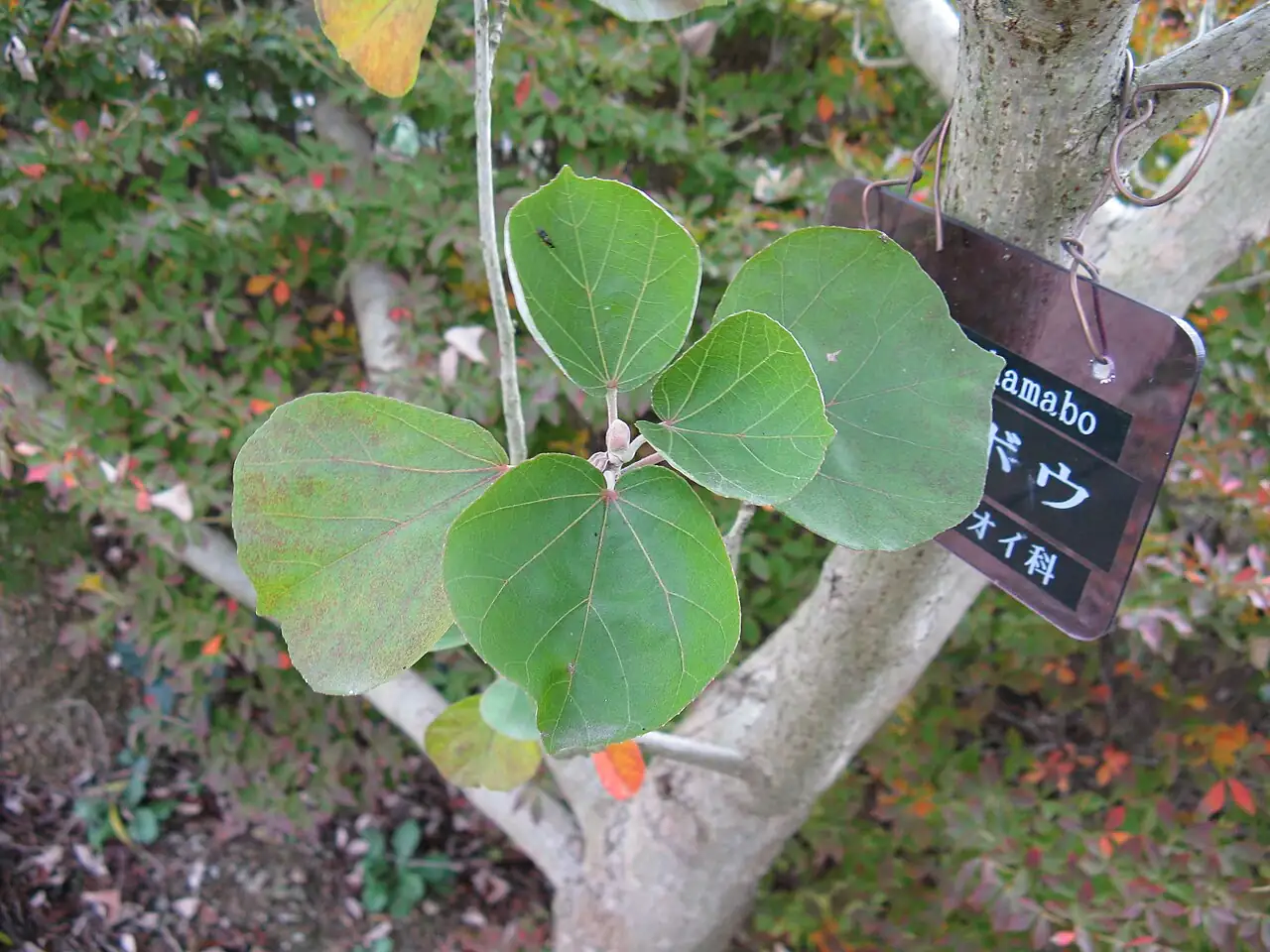 海滨木槿 (Hibiscus hamabo) — 环境展示