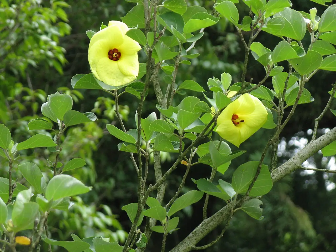 海滨木槿 (Hibiscus hamabo) — 更多视角