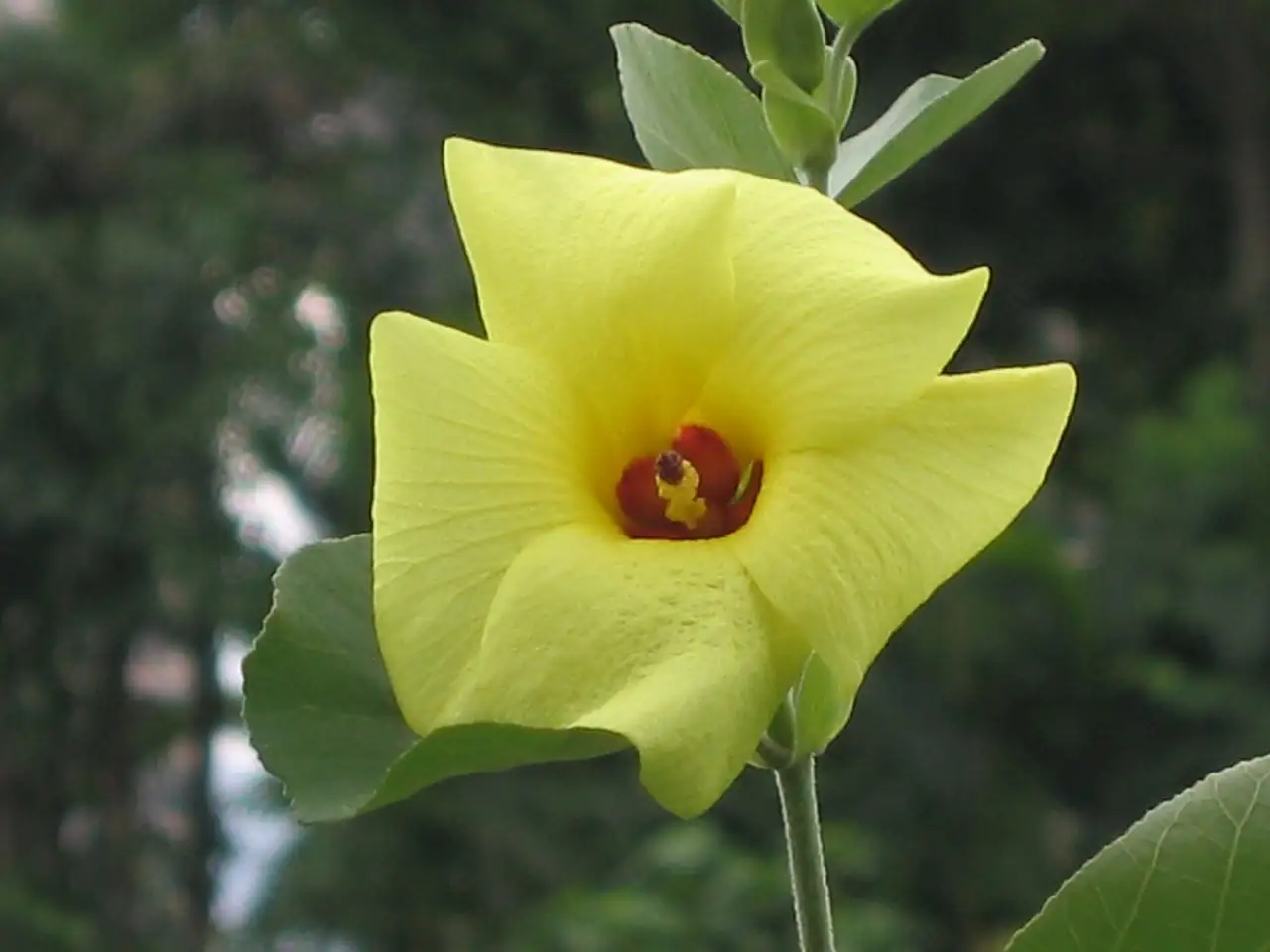 海滨木槿 (Hibiscus hamabo) — 更多视角