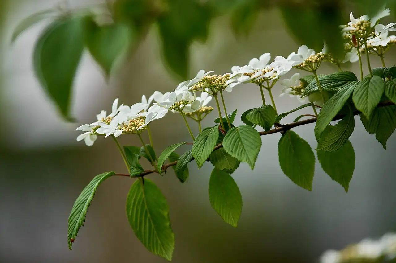 粉团 (Viburnum plicatum) — 特写