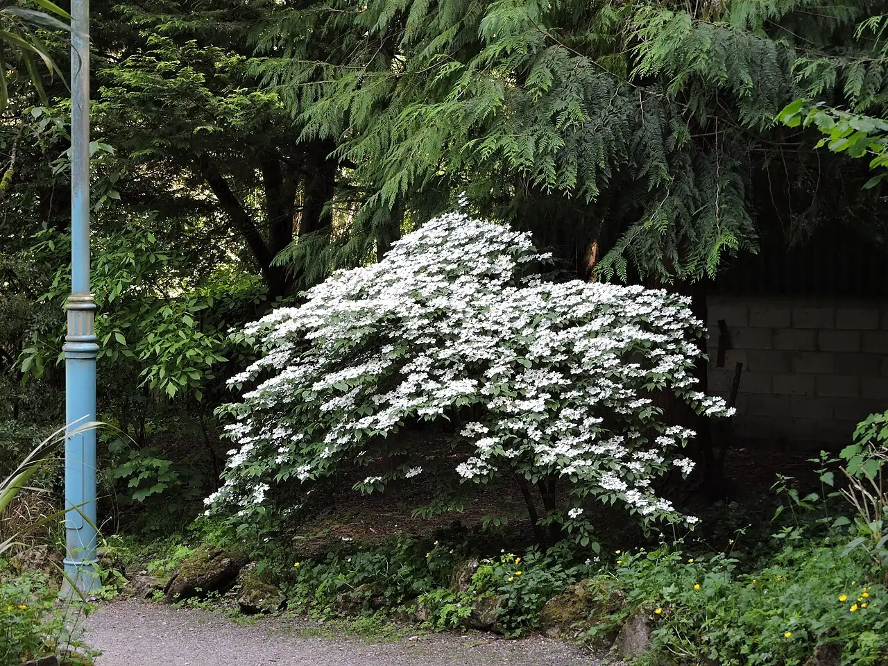 粉团 (Viburnum plicatum) — 环境展示