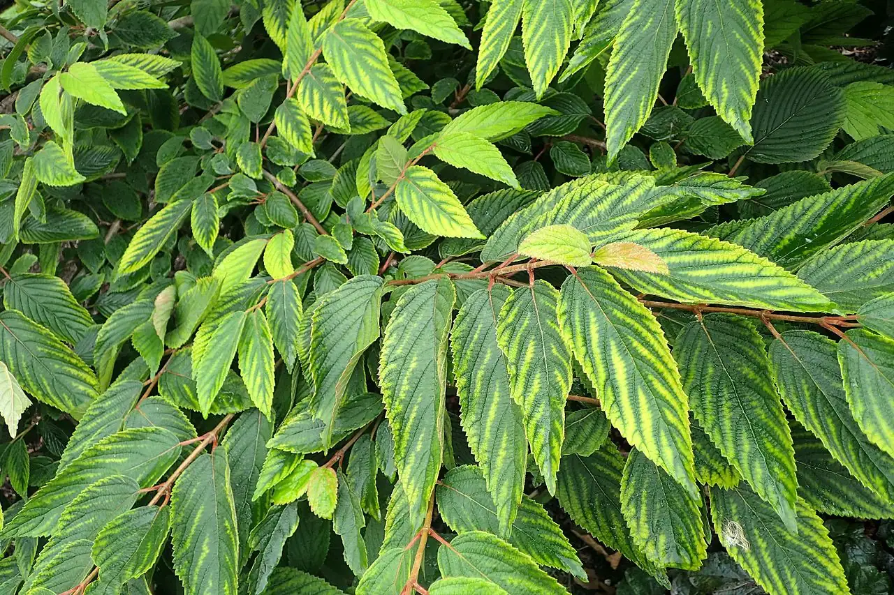 粉团 (Viburnum plicatum) — 更多视角