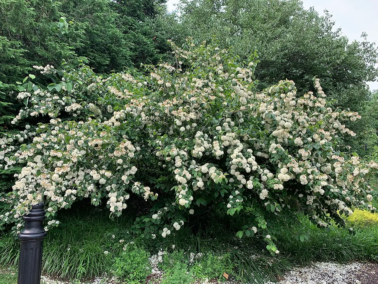 粉团 (Viburnum plicatum) — 更多视角